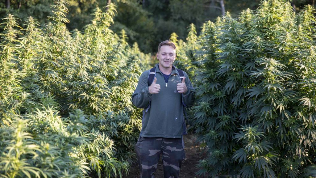 Savjetovanje za uzgoj industrijske konoplje