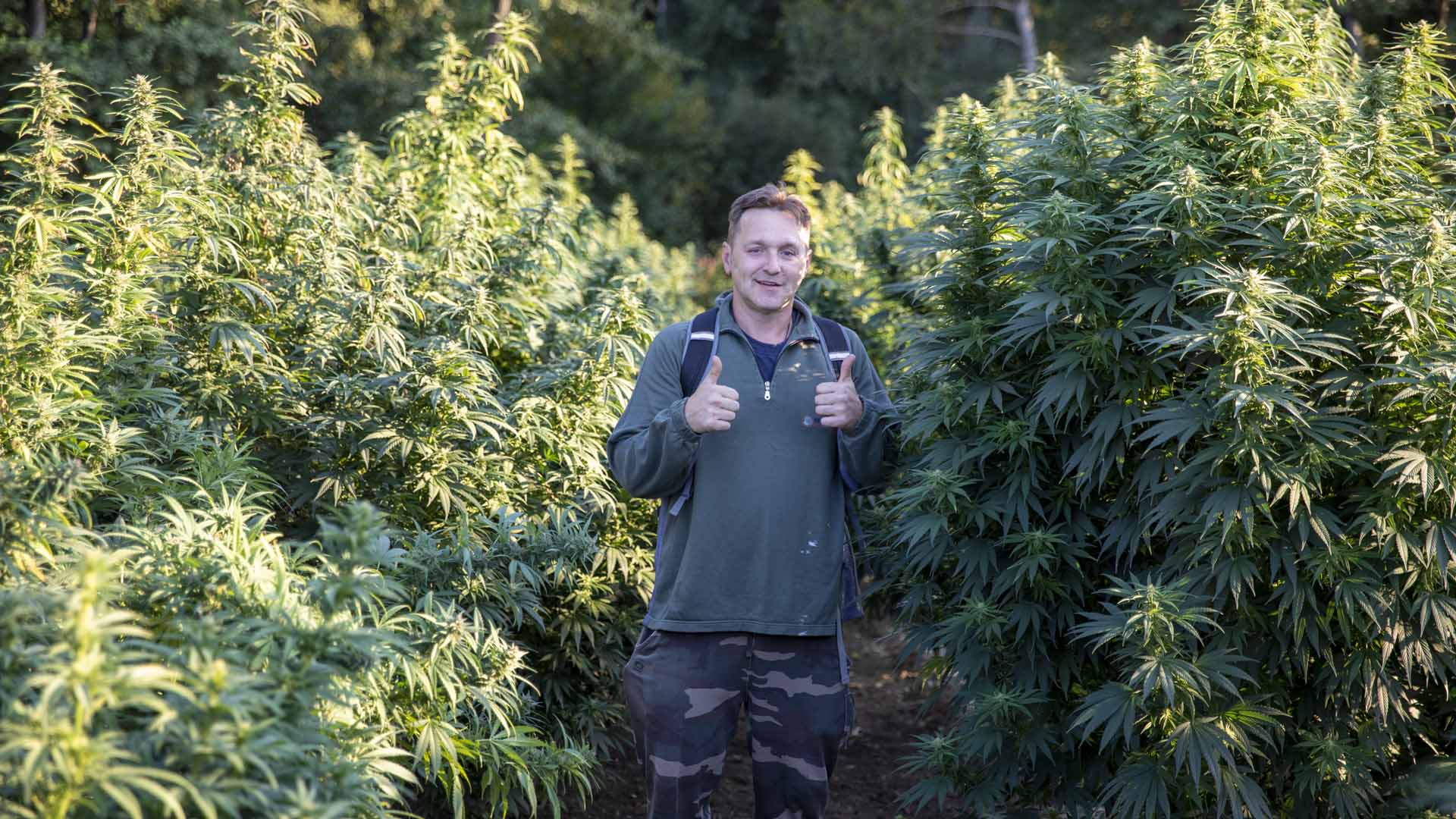 Polje konoplje i proizvodni proces