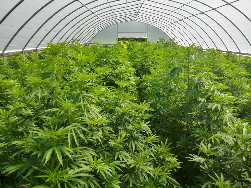 Uzgoj industrijske konoplje u polju