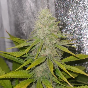 Black Sweet Coffee CBDV