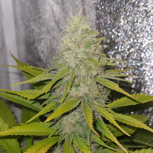 Black Sweet Coffee CBDV 1 Black Sweet Coffee CBDV