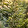 Auto-Power CBD