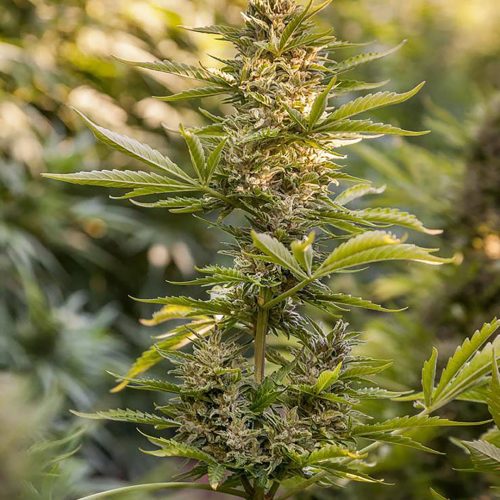 Auto-Power CBD 1 Auto-Power CBD