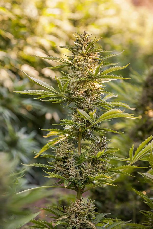 Auto-Power CBD