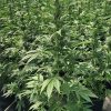 Auto-Power CBD