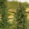Auto-Power CBD