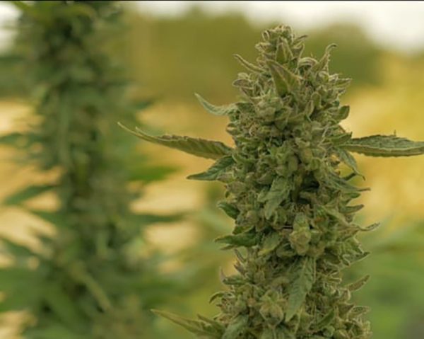 Auto-Power CBD