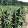Auto-Power CBD