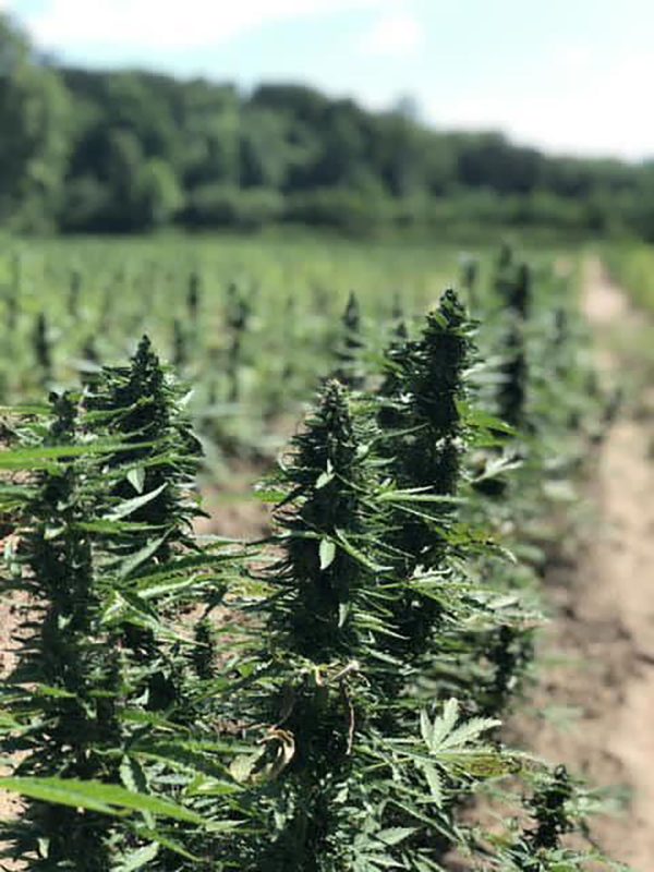 Auto-Power CBD