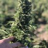 Auto-Power CBD