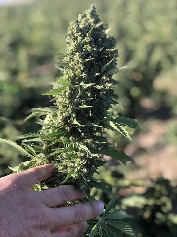 Auto-Power CBD