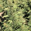 Auto-Power CBD