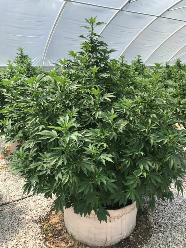 Presadnica Midwest CBD