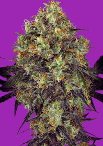 Black Domina CBG Black Domina CBG