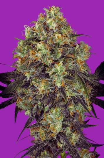 Black Domina CBG Black Domina CBG