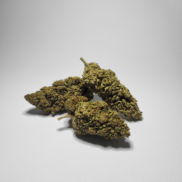 Gladiator - Citrus sinensis