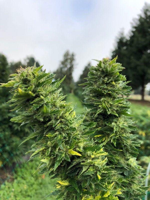 Presadnica Midwest CBD