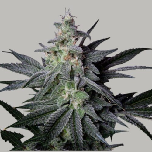Jack Herer CBG