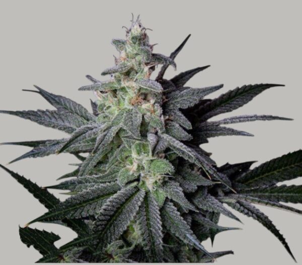 Jack Herer CBG
