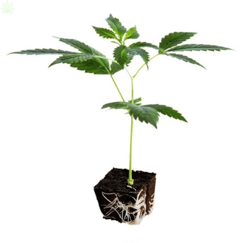 Presadnica Black Sweet Coffee CBDV