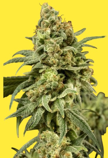 UK Cheese CBG UK Cheese CBG