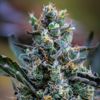 Northern Light Blue THC-FREE